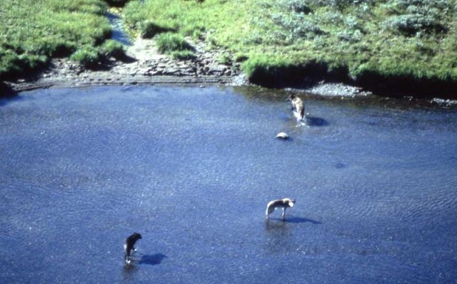 Aerial of the Crystal wolf pack in water Picture