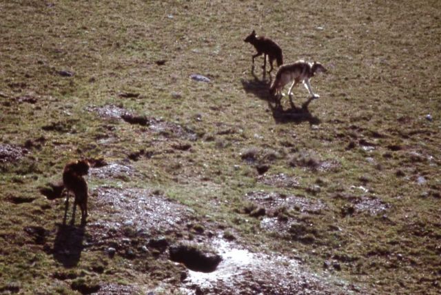 Aerial of the Leopold wolf pack at second 2000 den Picture