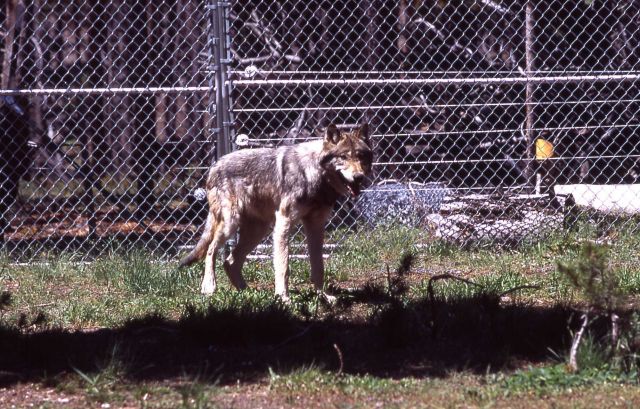 Male wolf -189 in Nez Perce pen Picture