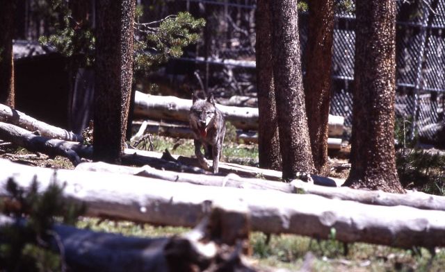 Male wolf -189 in Nez Perce pen Picture