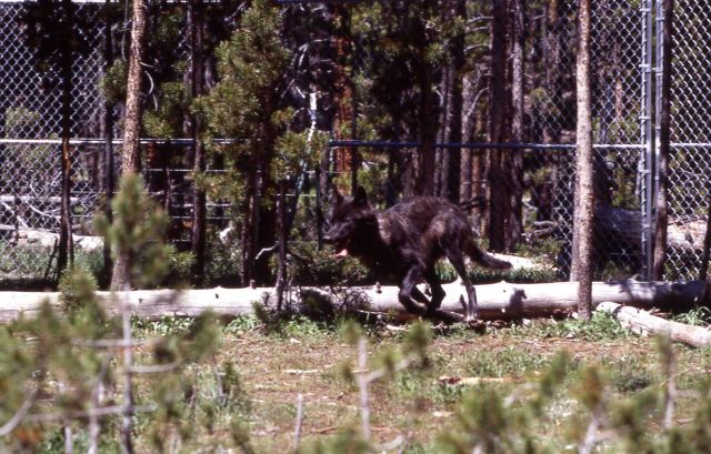 Nez Perce wolf pen Picture