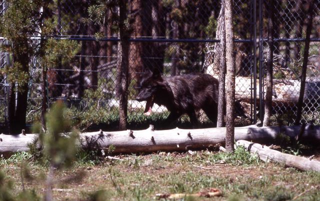 Nez Perce wolf pen Picture