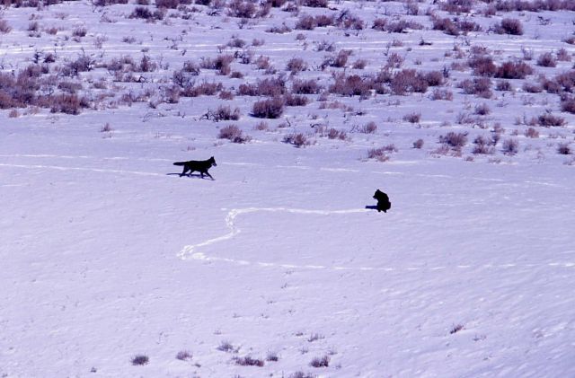 Black wolf approaching seated wolf - near Soda Butte Picture