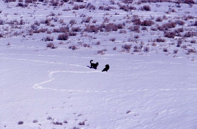 Black wolf approaching seated wolf - near Soda Butte Picture