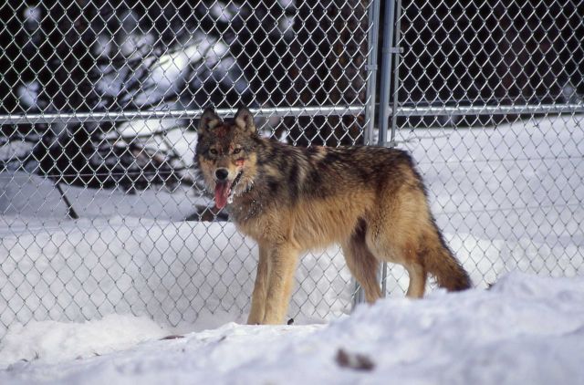 Wolf -7 in the Rose Creek pen Picture