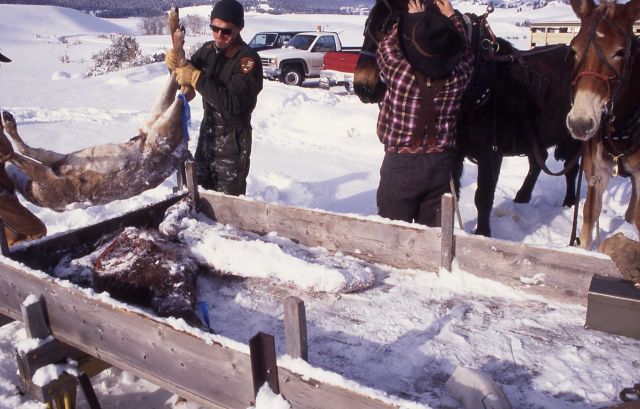 Loading deer carcass for wolves at Crystal Bench pen Picture