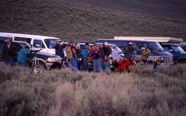 People watching wolves in Lamar Valley Picture