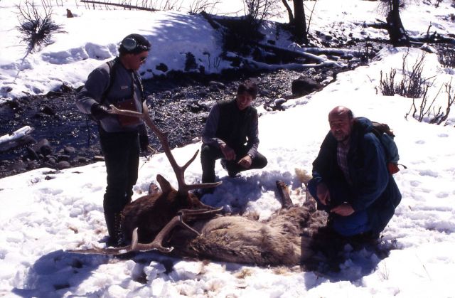 Mike Phillips, Doug Smith & Dave Mech with elk killed by wolves in Lamar Valley Picture