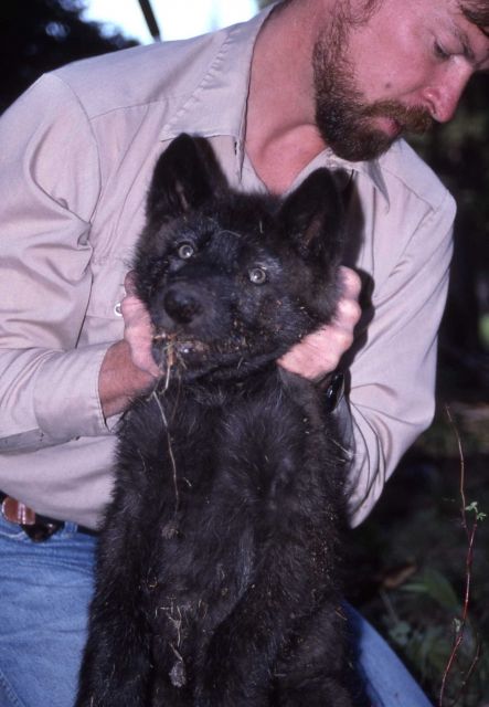 Mark Johnson holding wolf pup Picture