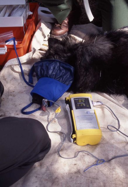 Processing a Rose Creek wolf pup Picture