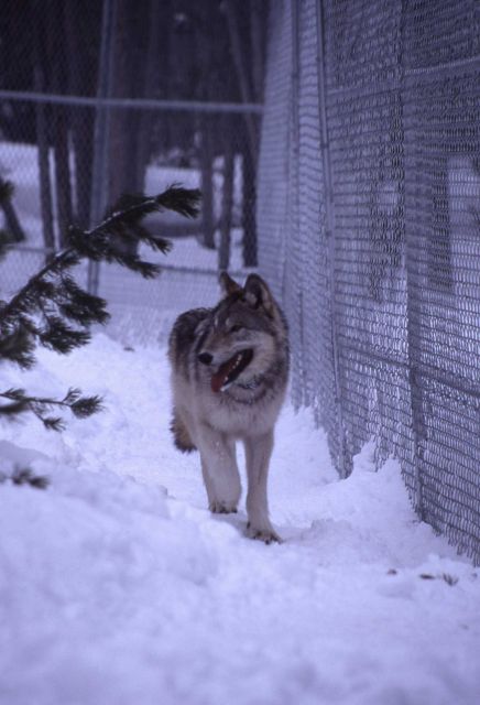 Sawtooth wolf pup at Nez Perce pen Picture