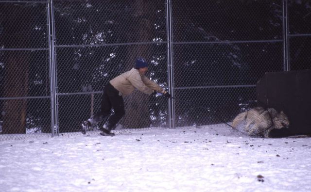 Doug Smith attempting to capture sawtooth wolf pup at Rose pen Picture