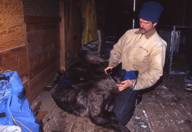 Doug Smith fitting collar on Lamar barn sawtooth wolf pup Picture