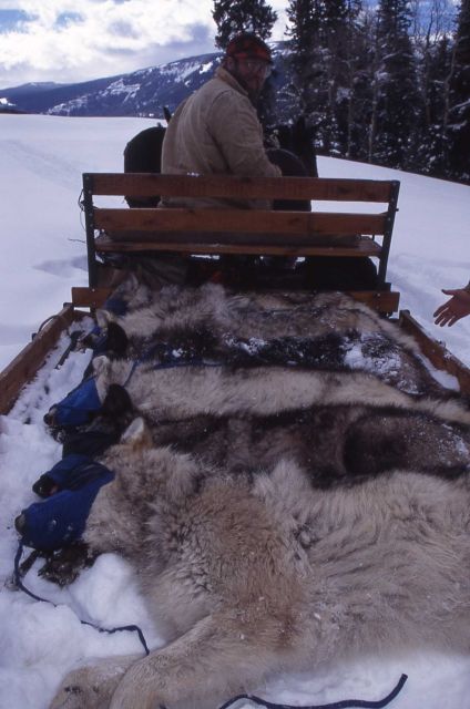 Ben Cunningham & sawtooth wolf pups Picture