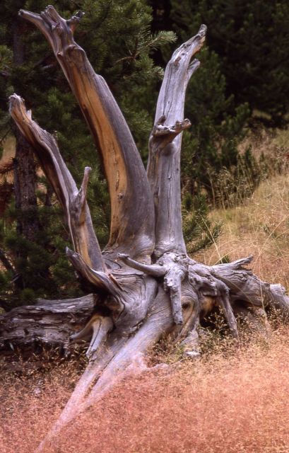 Dead wood in meadow Picture