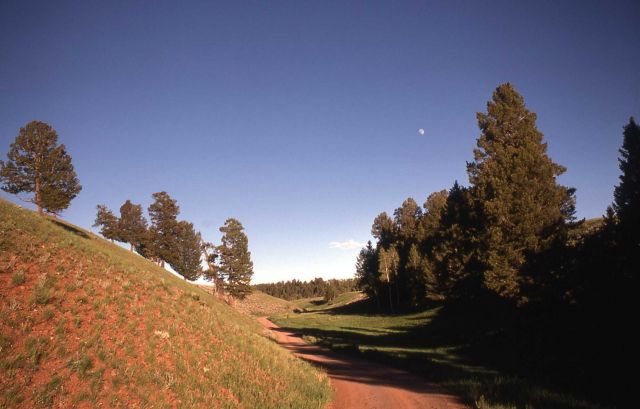 Blacktail road Picture