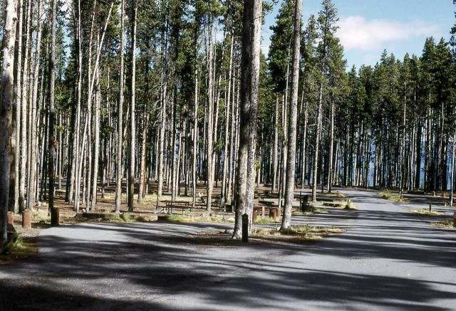 Deserted Grant Village campground Picture