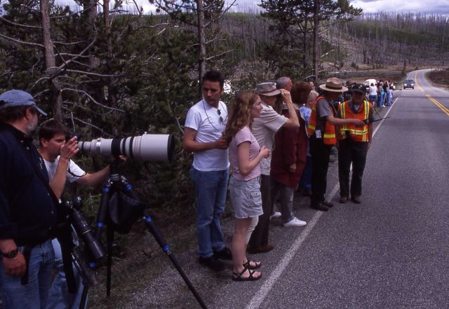 Amanda Bramblett, Mellisa Pear at bear jam at Sheepeaters Cliff Picture