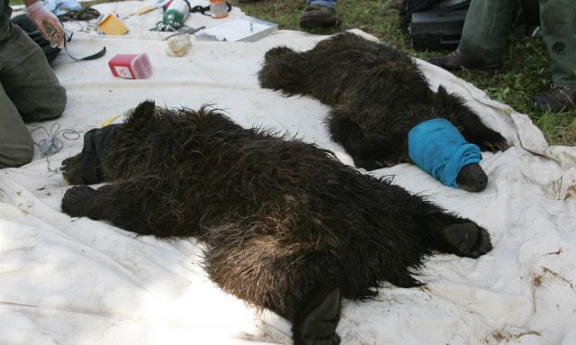 Two sedated grizzly bear yearlings on Stevenson Island Picture