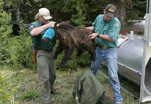 Interagency Grizzly Bear Study Team moving grizzly bear yearling into trap for transport off Stevenson Island Picture