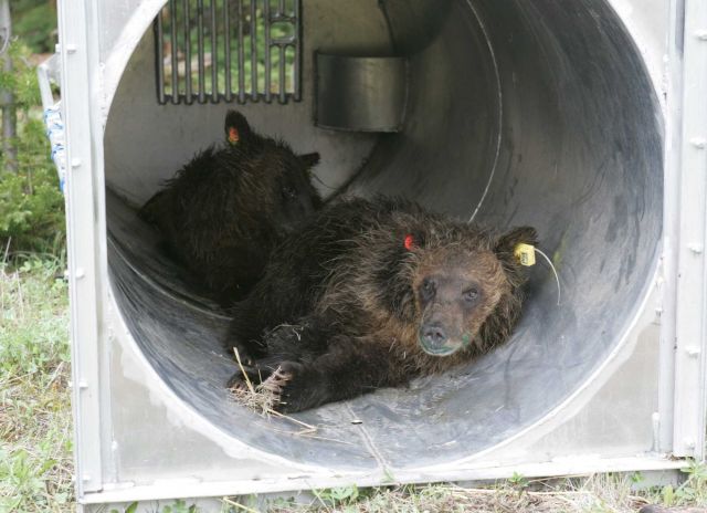 Two grizzly bear yearlings in trap on Stevenson Island Picture