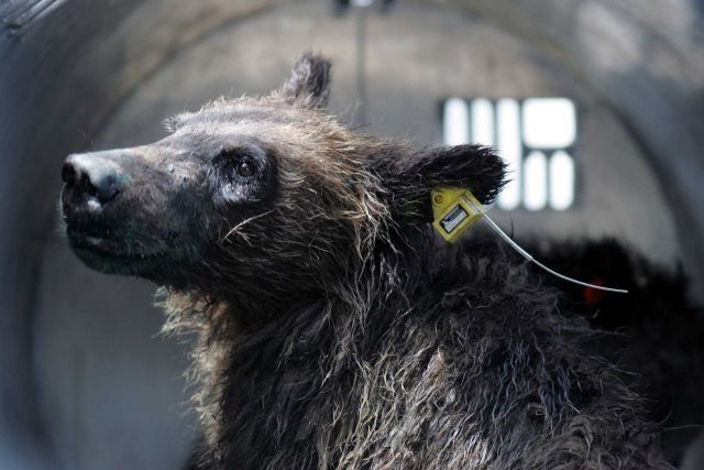 Grizzly bear yearling in trap Picture