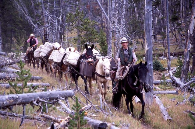 Brian Helms with pack horses & mules Picture