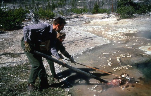 Maintenance workers pulling calf out of Emerald Pool, calf died right after birth Picture