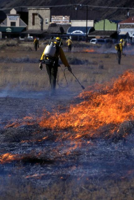 Bob Evanoff on prescribed thistle burn in the grass triangle in Gardiner Picture