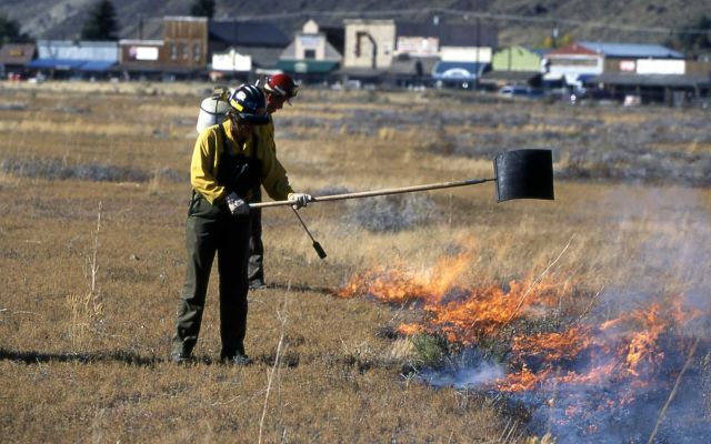 Roy Renkin on prescribed thistle burn Picture