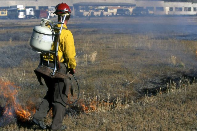 Roy Renkin on prescribed thistle burn Picture