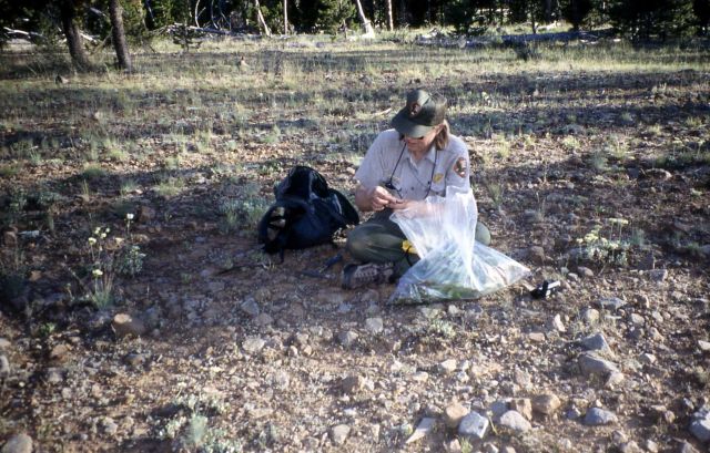 Jen Whipple identifying plants near the Thorofare cabin Picture
