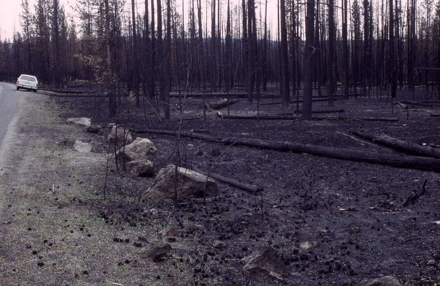 First in a series of five taken after the 1988 fires - 2.85 miles east of Yellowstone's west gate Picture