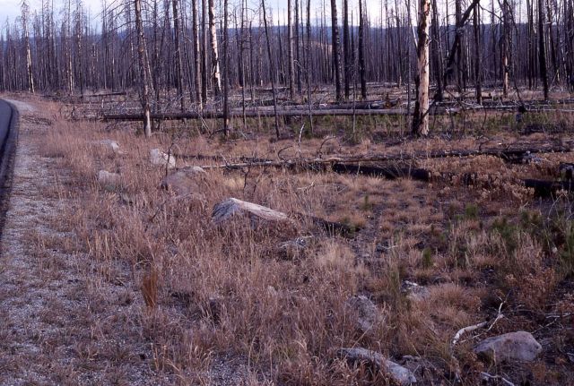 Third in a series of five taken after the 1988 fires - 2.85 miles east of Yellowstone's west gate Picture