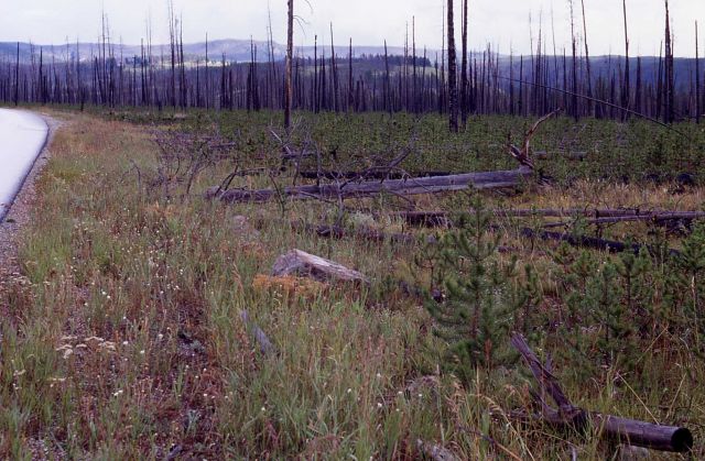 Fourth in a series of five taken after the 1988 fires - 2.85 miles east of Yellowstone's west gate Picture