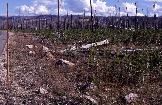 Fifth in a series of five taken after the 1988 fires - 2.85 miles east of Yellowstone's west gate Picture