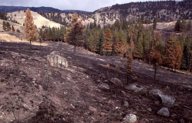 First in a series of four taken after the 1988 fires - Six miles east of road & just south of Tower Falls store parking area Picture