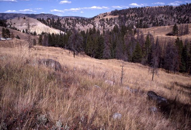 Fourth in a series of four taken after the 1988 fires - Six miles east of road & just south of Tower Falls store parking area Picture
