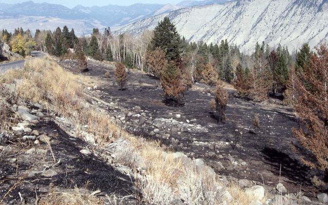 First in a series of two taken after the 1988 fires - 15 miles north of Africa Lake pullout & 4.2 miles from road Picture