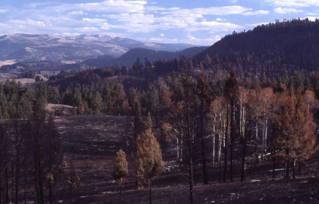 First in a series of four taken after the 1988 fires - 2.4 miles west of Tower Junction Picture