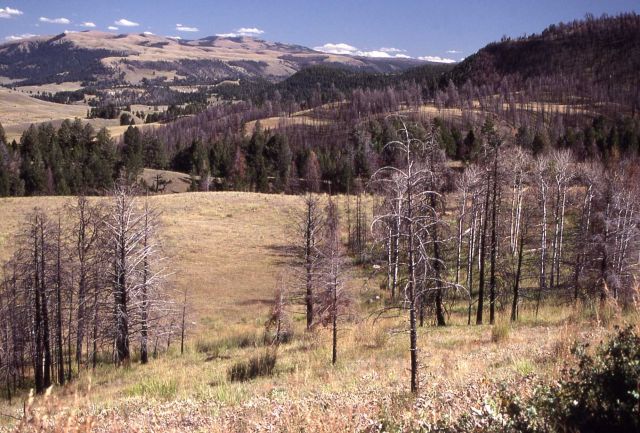 Third in a series of four taken after the 1988 fires - 2.4 miles west of Tower Junction Picture