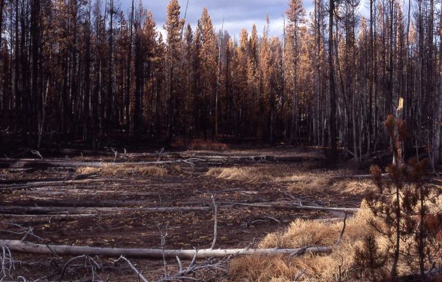 First in a series of four taken after the 1988 fires - Three miles west of Canyon Junction Picture