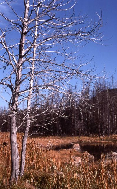 Cat-tails (Typha sp.) & drowned lodgepole (Pinus contorta) Picture
