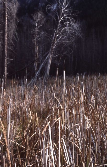 Cattails (Typha sp.) & drowned lodgepole (Pinus contorta) Picture