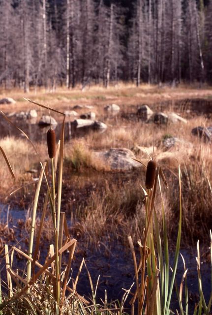 Cattails (Typha sp.) Picture