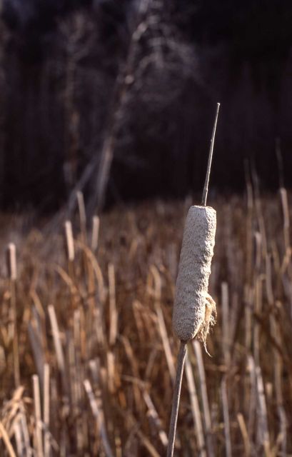 Cattails (Typha sp.) gone to seed Picture