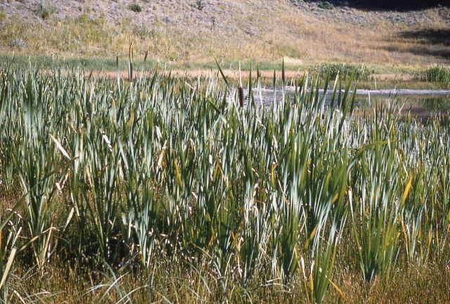 Cattails (Typha sp.) Picture