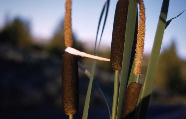 Cattail (Typha sp.) Picture