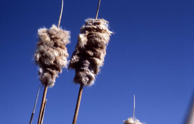 Cattail (Typha sp.) Picture