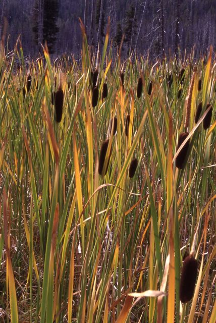 Cattails (Typha sp.) near Madison River Picture